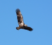 20140316 Eagle 011